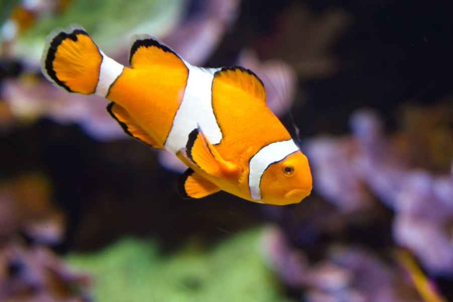 Ocellaris Clownfish (Common or False Clownfish)