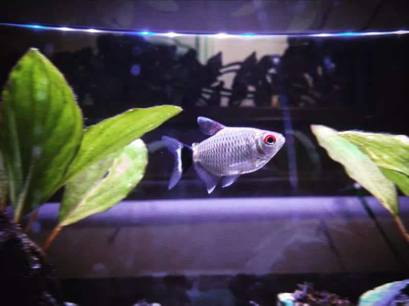 African Red-Eyed Tetra