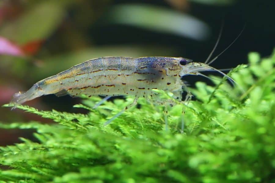 Amano Shrimp(Caridina multidentata)