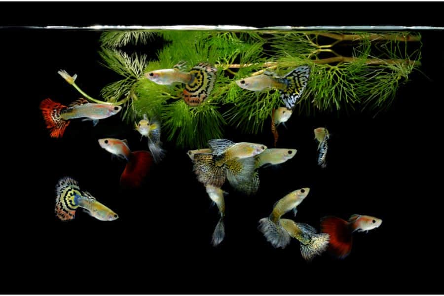 Types of Guppies